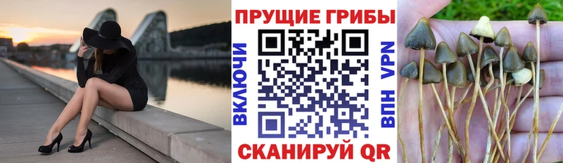 Псилоцибиновые грибы GOLDEN TEACHER  Купить  Шенкурск 